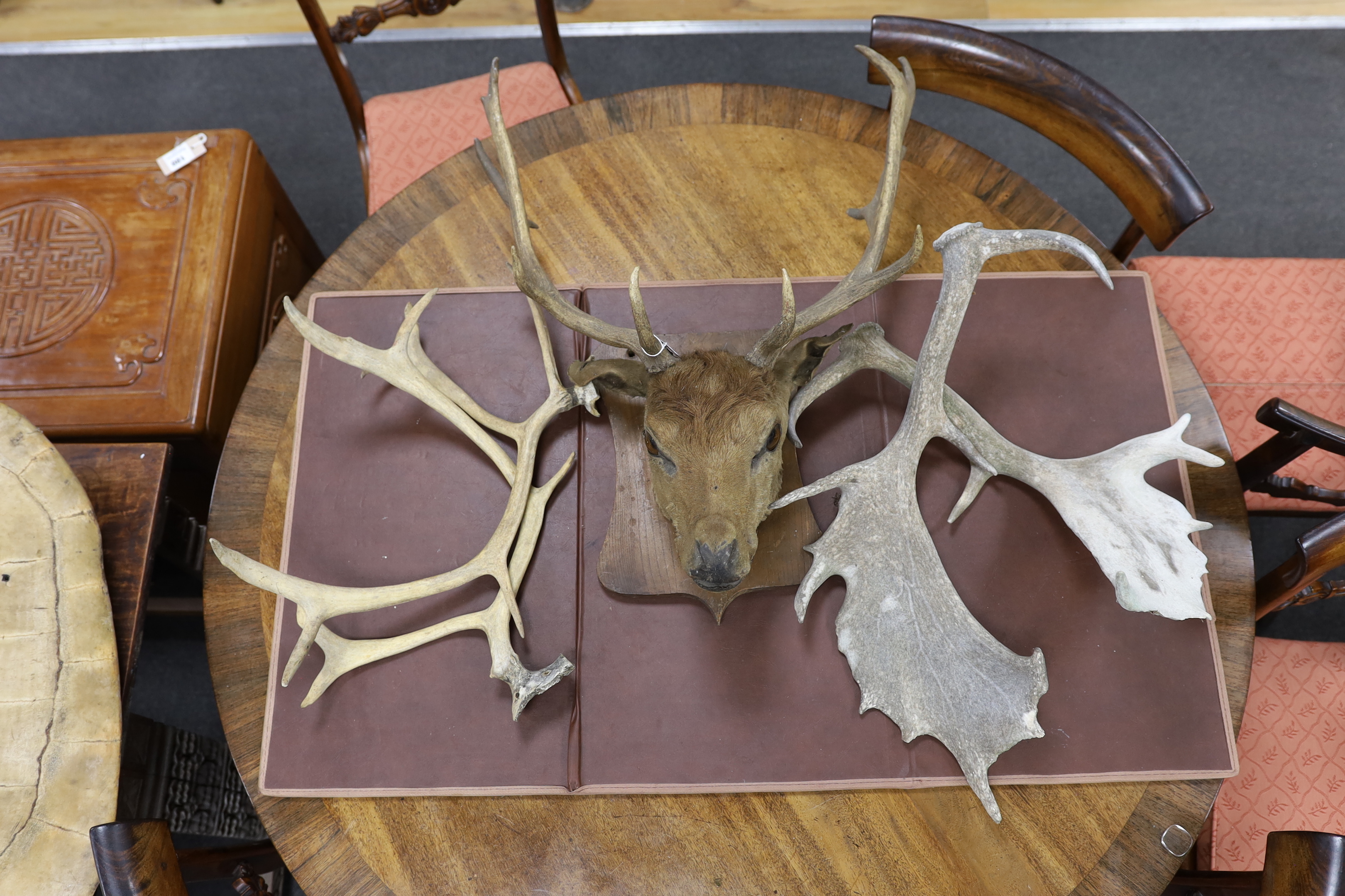 A taxidermic deer head mounted on shield shaped base and two pairs of antlers, largest 63cm in length